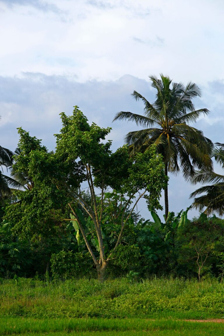 Bissau