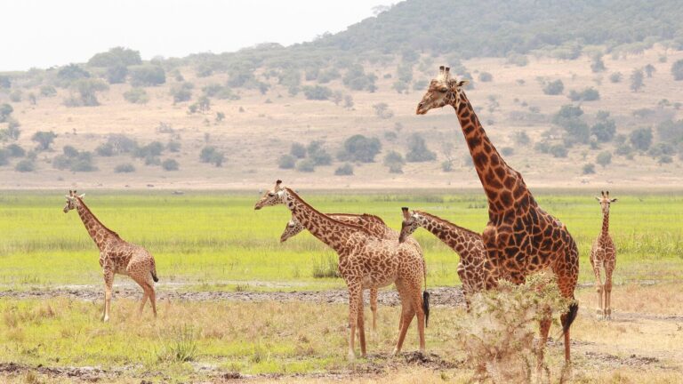Akagera National Park