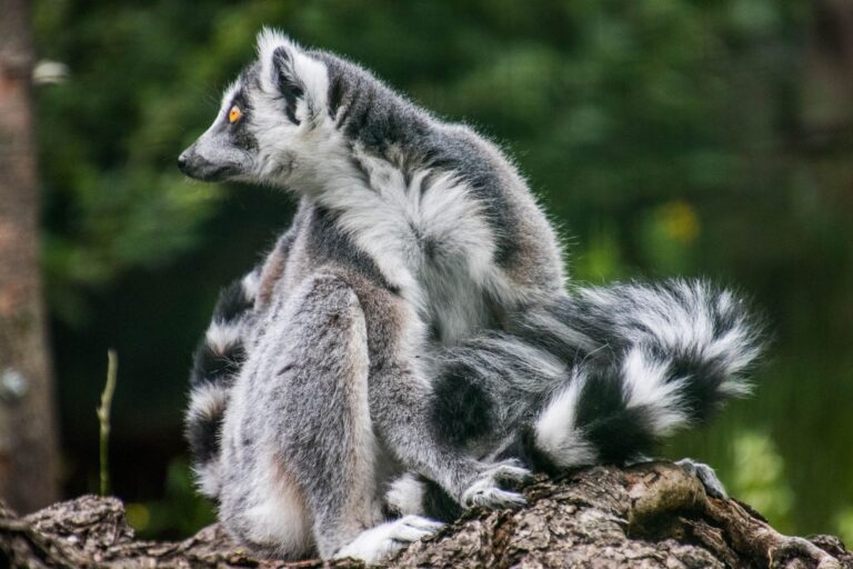 Andasibe-Mantadia National Park