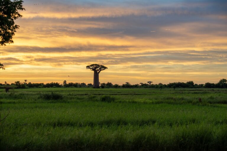 Avenue of the Baobabs