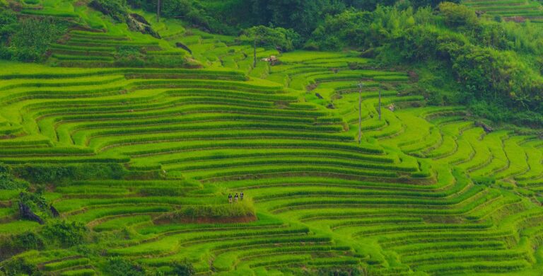 Banaue Rice Terraces