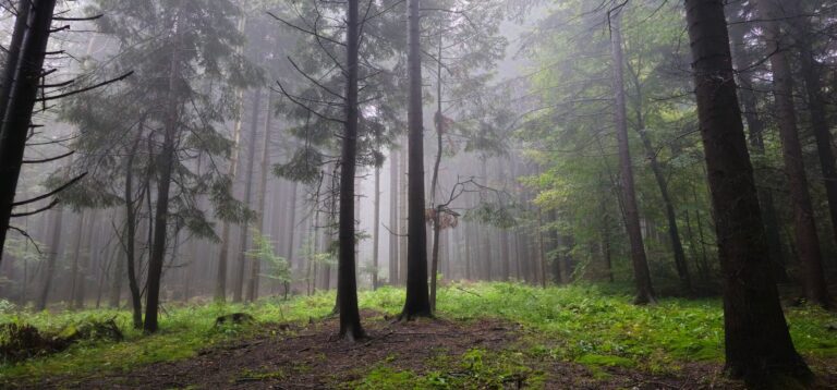 Białowieża National Park