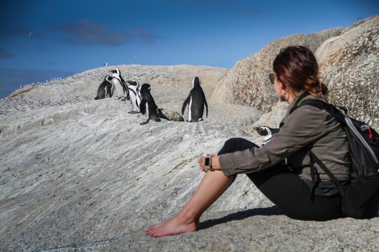 Boulders Beach Penguin Colony
