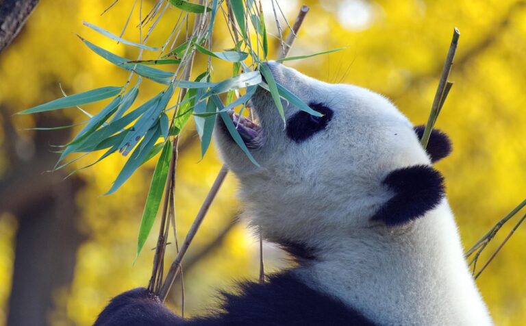 Chengdu Research Base of Giant Panda Breeding