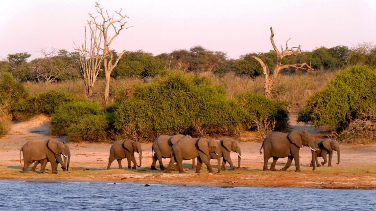 Chobe National Park