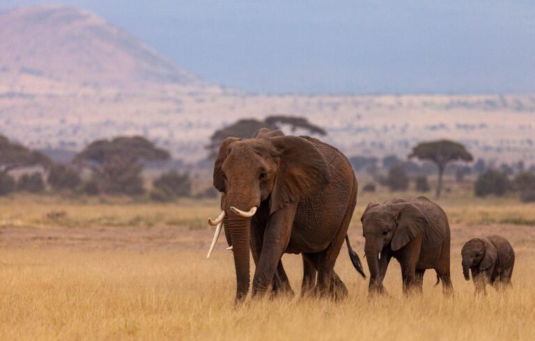 David Sheldrick Wildlife Trust