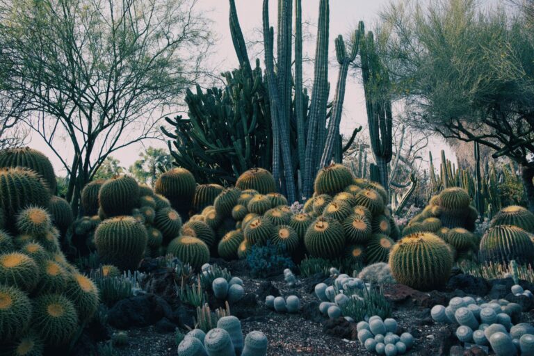 Desert Botanical Garden
