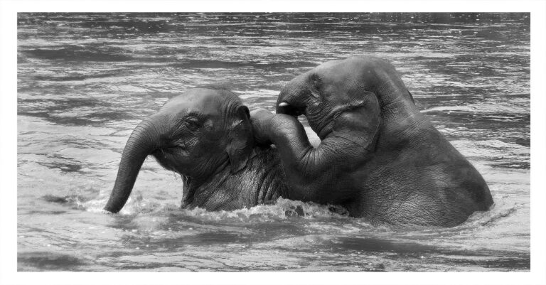 Elephant Nature Park