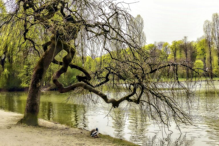 Englischer Garten