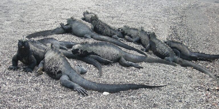 Galapagos Islands