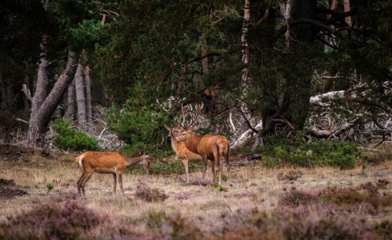 Hoge Veluwe National Park