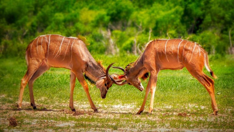 Hwange National Park