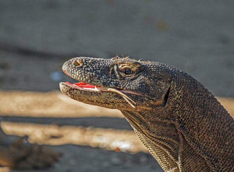 Komodo National Park