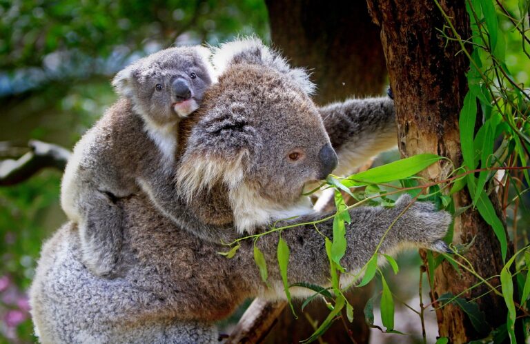 Lone Pine Koala Sanctuary