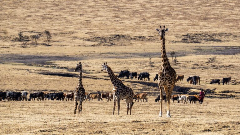 Maasai Mara National Reserve