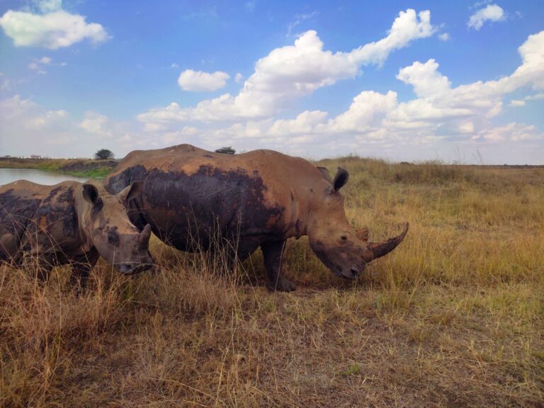 Nairobi National Park