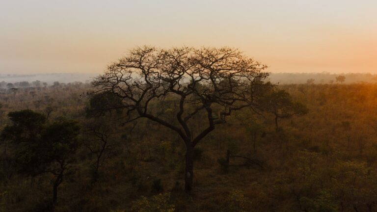 Niokolo-Koba National Park