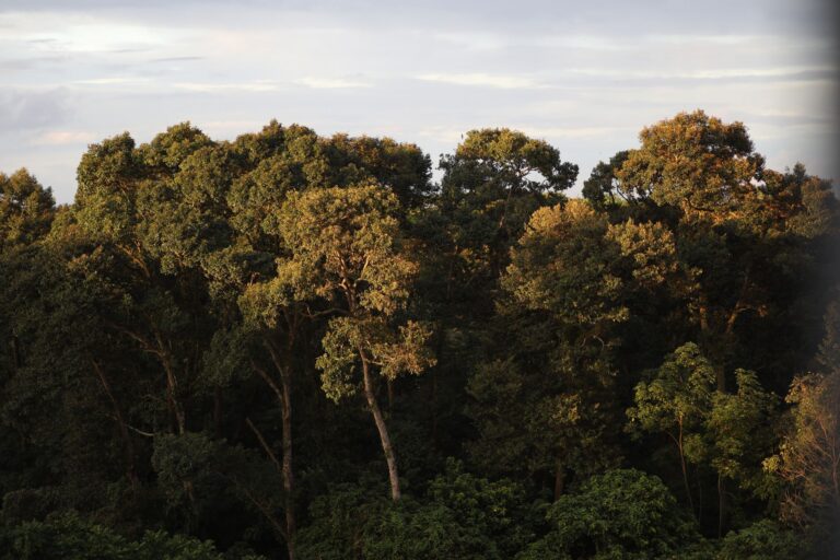 Nyungwe Forest National Park