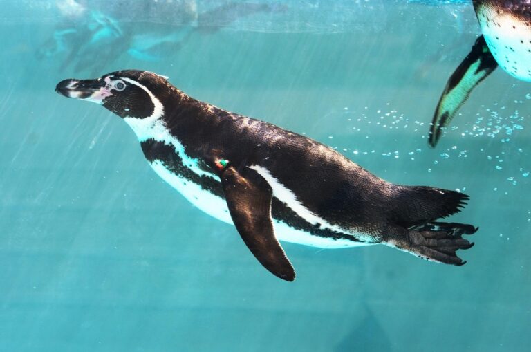 Osaka Aquarium Kaiyukan