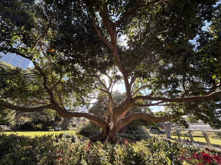 Royal Botanic Gardens