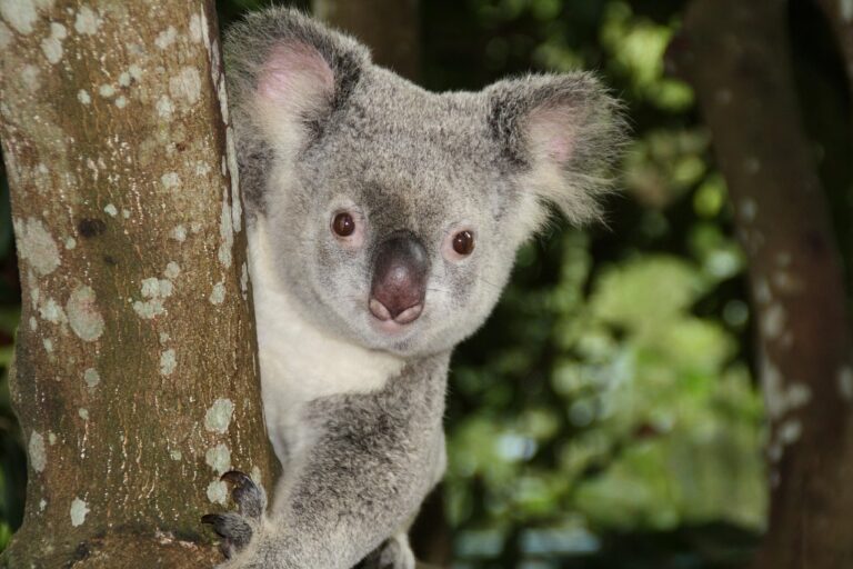 Taronga Zoo