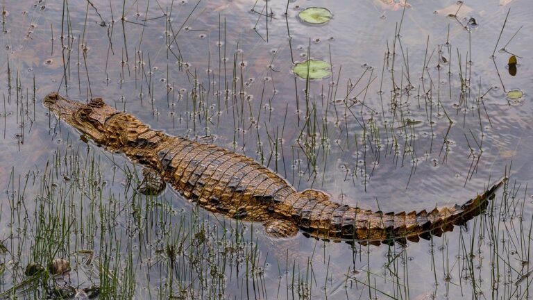 Tortuguero National Park
