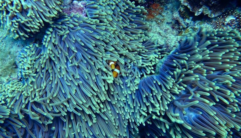 Tubbataha Reefs Natural Park