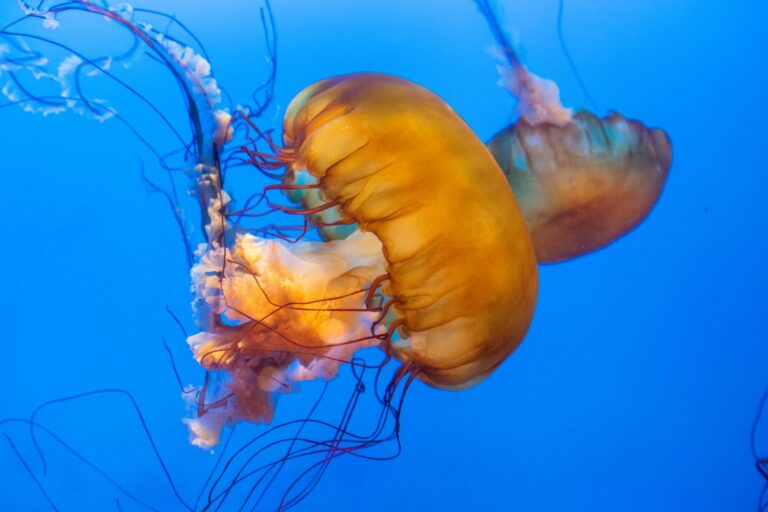 Vancouver Aquarium