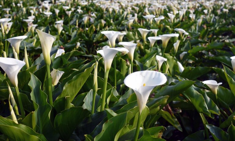 Yangmingshan National Park