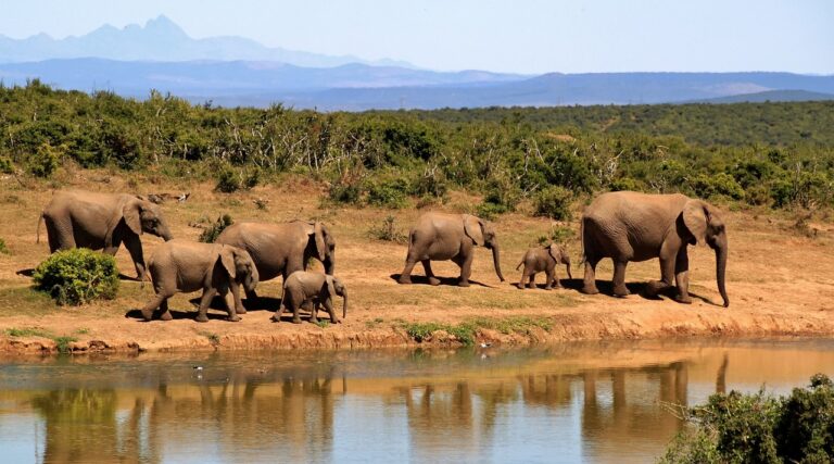 Bamingui-Bangoran National Park