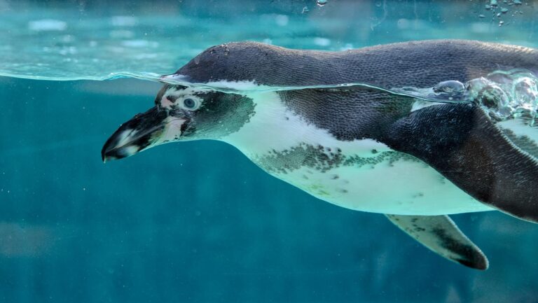 Bermuda Aquarium, Museum and Zoo