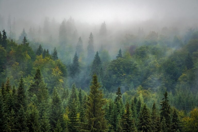Bialowieza Forest
