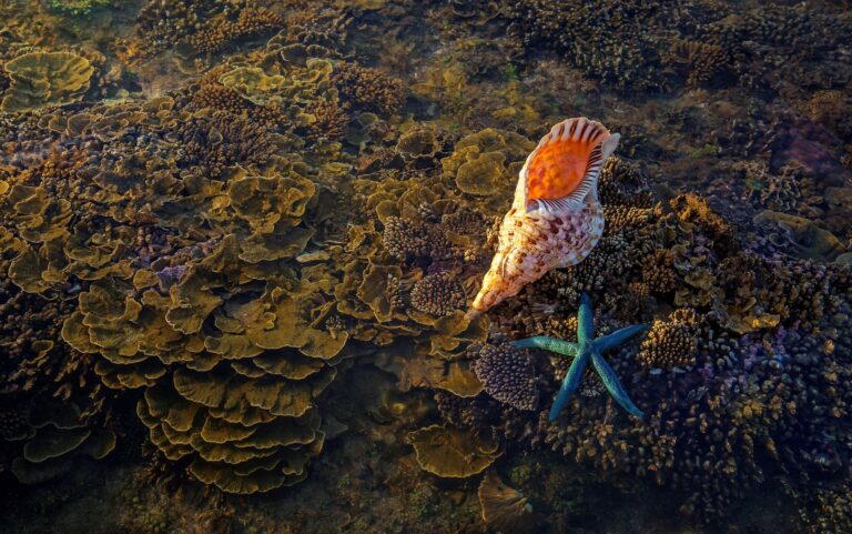 Fagatele Bay National Marine Sanctuary