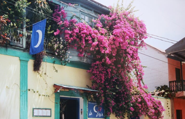 Flores