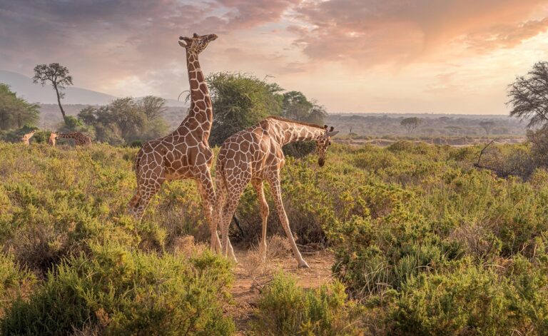 Giraffe Centre