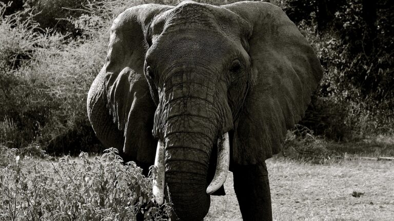 Lake Manyara National Park