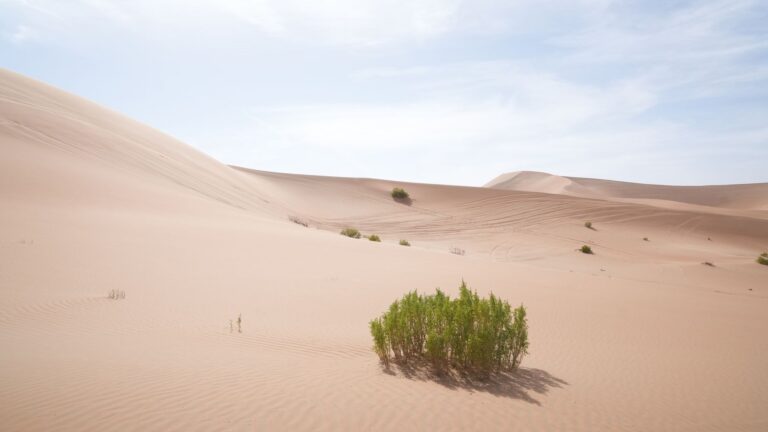 Liwa Oasis