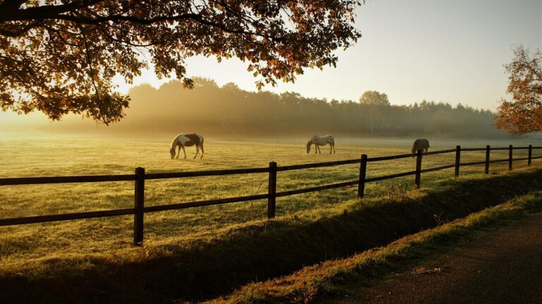 Nazinga Game Ranch