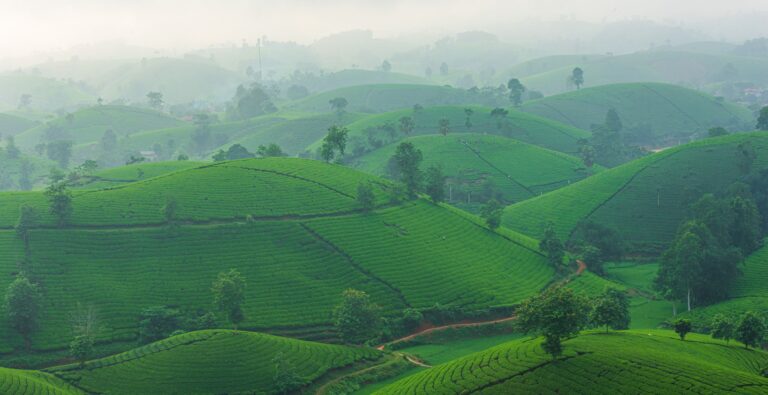 Spice Plantations