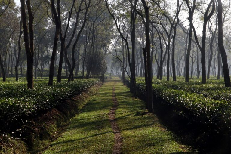 Srimangal Tea Gardens