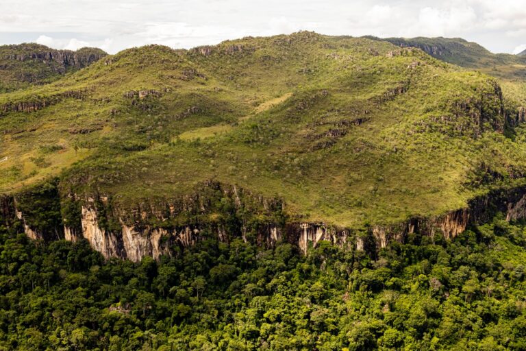 Taï National Park