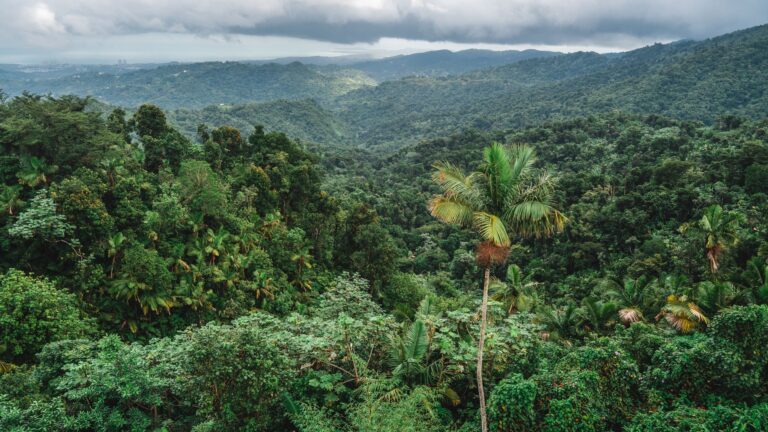 Tobago Main Ridge Forest Reserve