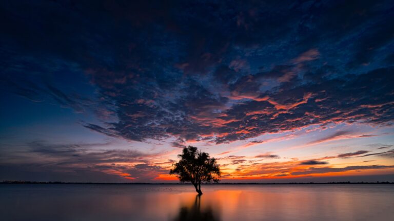 Tree of Life