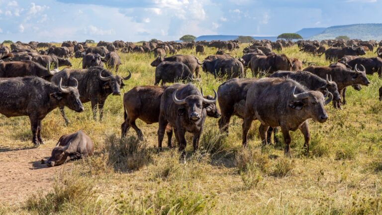 Tsavo National Park