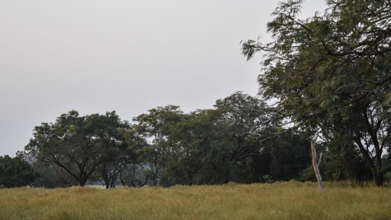 Upper Niger National Park